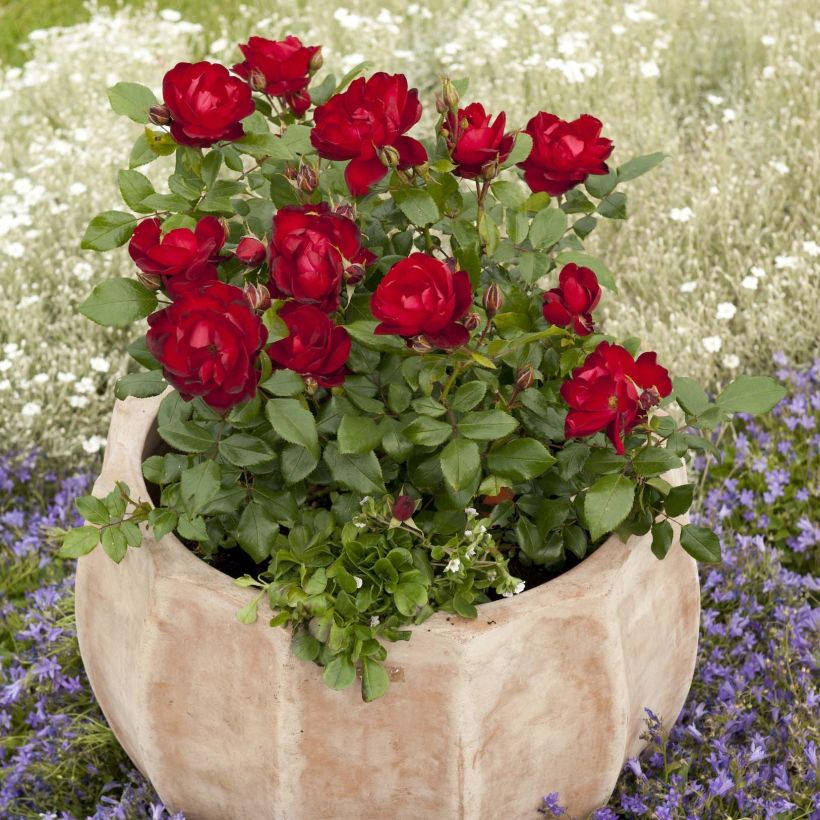 Rosa PATIO ROSE Milano - Beetrose (Wuchs)