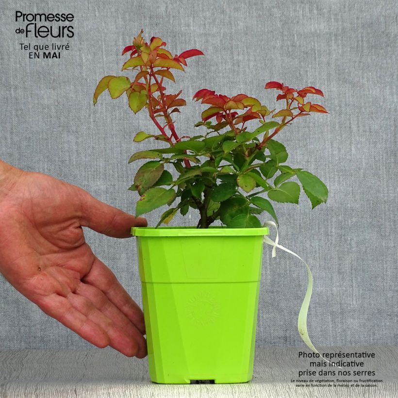 Exemplar von Rosa PARFUMA Baronne Caroline - Beetrose Topf mit 4L/5L wie im Frühjahr geliefert