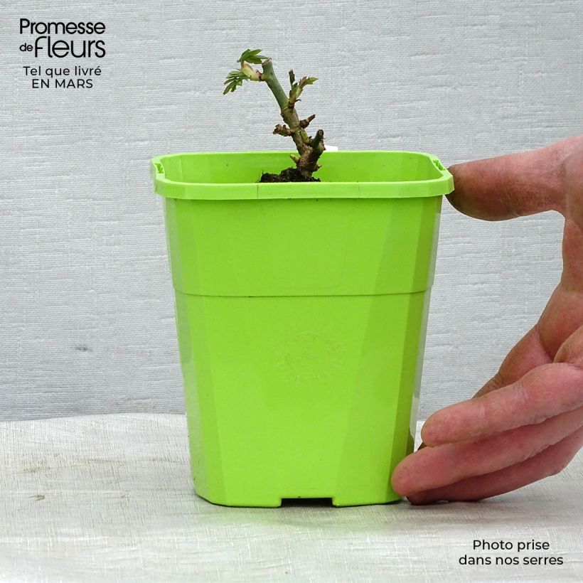 Exemplar von Rosa PARFUMA Catherine de Medicis - Beetrose Topf mit 3L/4L wie im Frühjahr geliefert