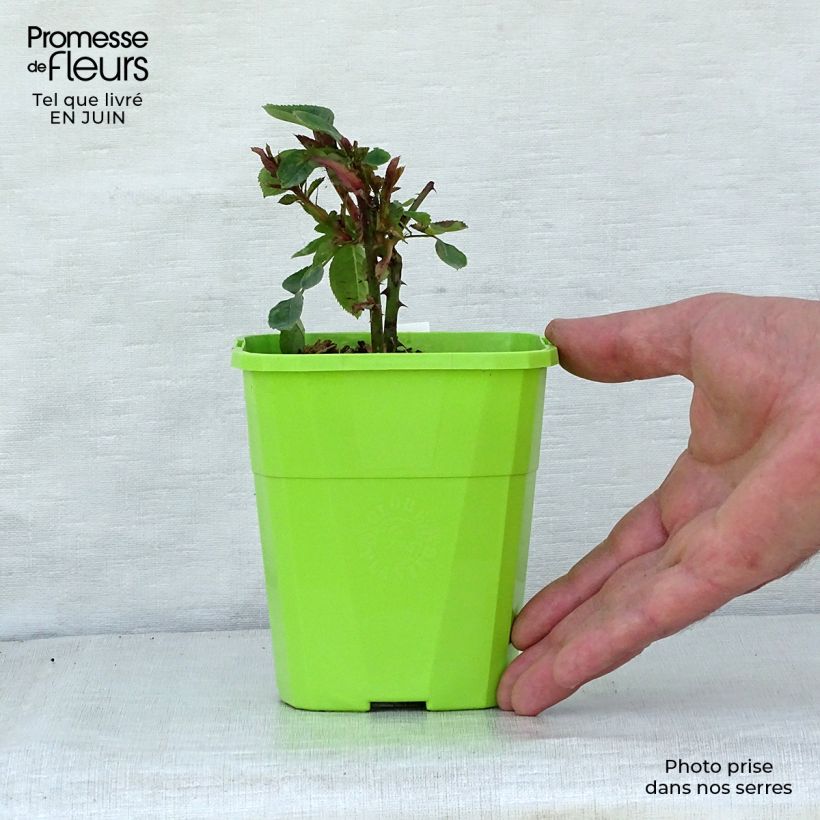 Exemplar von Rosa PARFUMA Constance Mozart - Beetrose Topf mit 1,5L/2L wie im Sommer geliefert