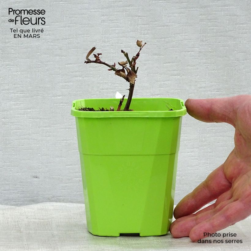 Exemplar von Rosa PARFUMA Grande Duchesse Louise - Edelrose Topf mit 4L/5L wie im Frühjahr geliefert