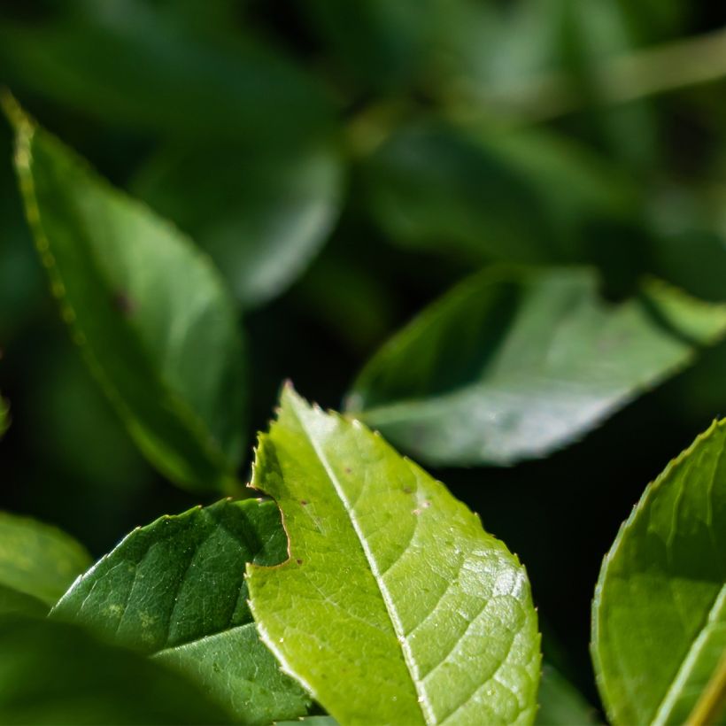 Rosa PATIO ROSE Baby Icebergl - Beetrose (Laub)