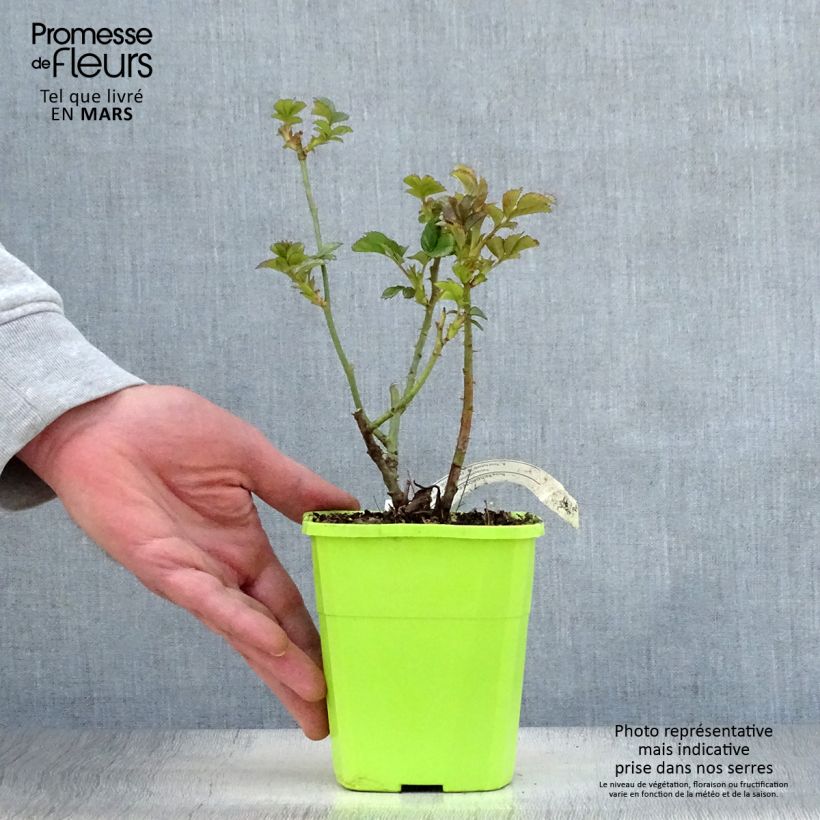 Exemplar von Rosa PATIO ROSE Cherry Girl - Beetrose Topf mit 1,5L/2L wie im Frühjahr geliefert