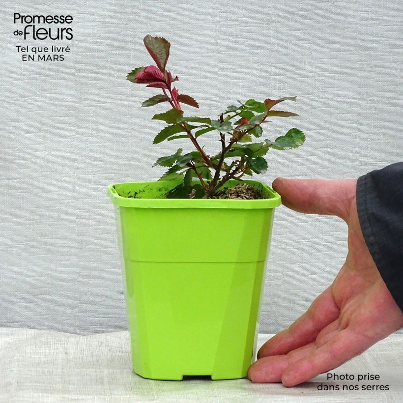 Exemplar von Rosa PATIO ROSE Impala - Beetrose Topf mit 3L/4L wie im Winter geliefert