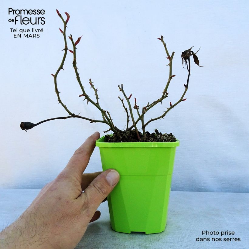 Exemplar von Rosa PATIO ROSE Milano - Beetrose Topf mit 1,5L/2L wie im Frühjahr geliefert