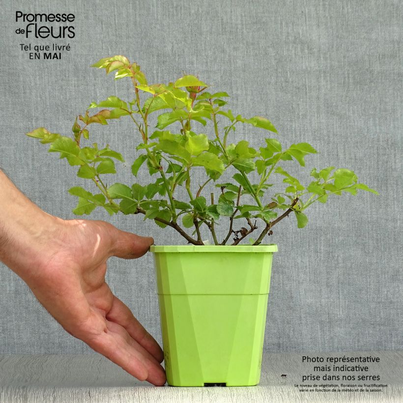 Exemplar von Rosa PATIO ROSE Moin Moin - Beetrose Topf mit 3L/4L wie im Frühjahr geliefert