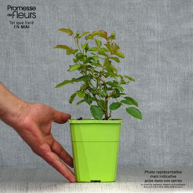 Exemplar von Rosa PATIO ROSE Nautica KORcharblo - Beetrose Topf mit 1,5L/2L wie im Frühjahr geliefert