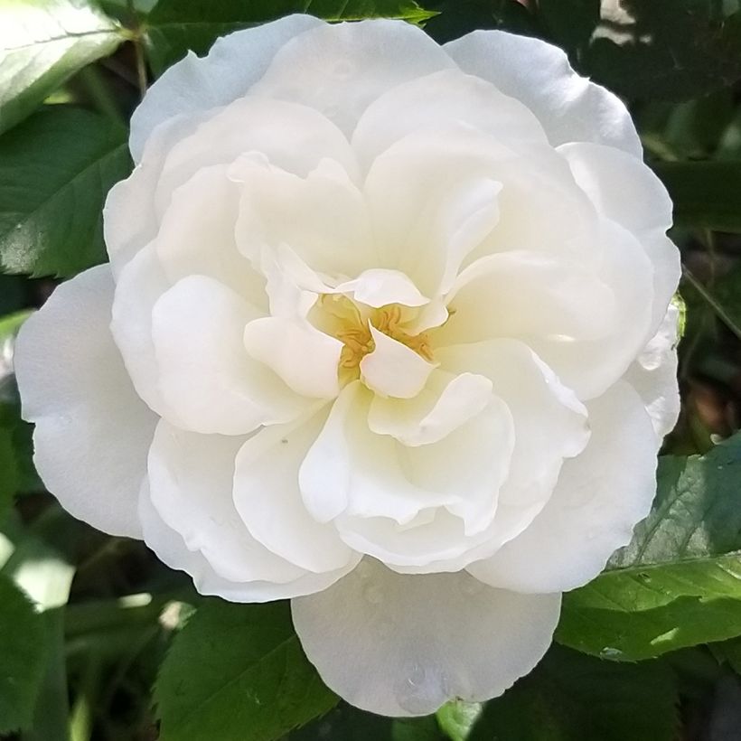Rosa Princesse de Galles - Moderne Hybrid-Teerose (Blüte)