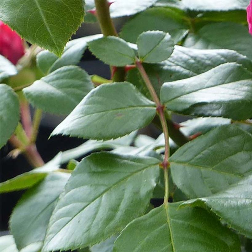 Rosa Red Leonardo da Vinci (Hilde Umdasch)) - Beetrose (Foliage)
