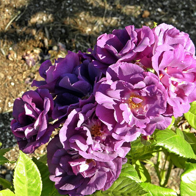 Rosa Rhapsody In Blue - Beetrose (Flowering)