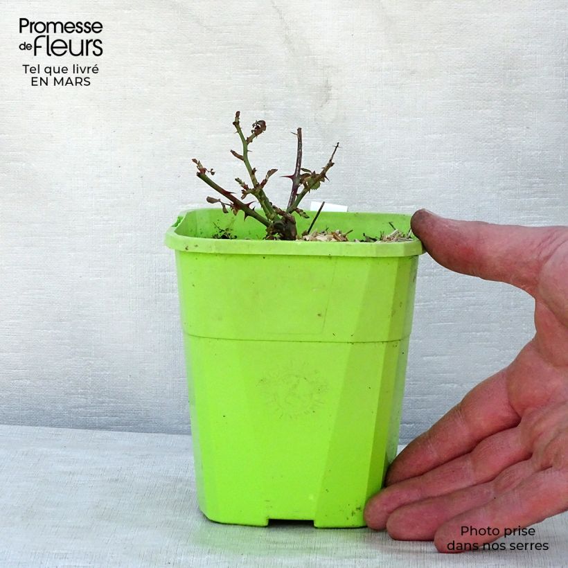 Example of Rosa Black Forest Rose - Bodendecker-Rose Topf mit 1,5L/2L as you get in printemps