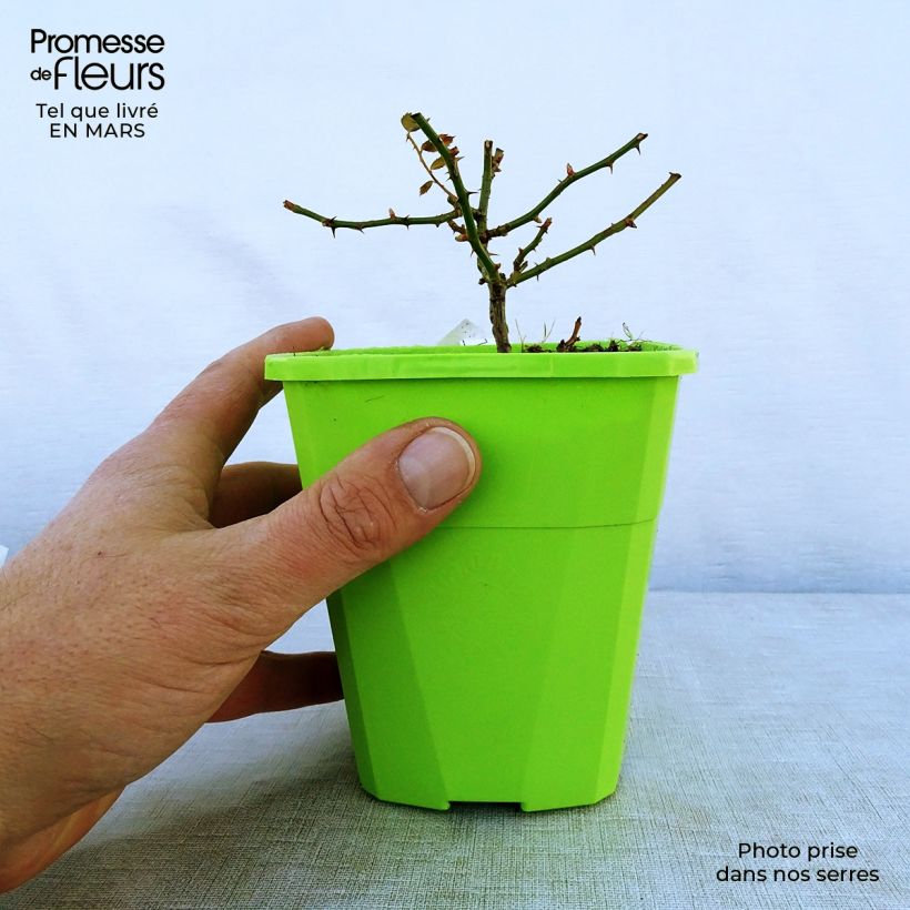 Example of Rosa Rigo Rosen Innocencia - Rigo-Rose Topf mit 3L/4L as you get in printemps