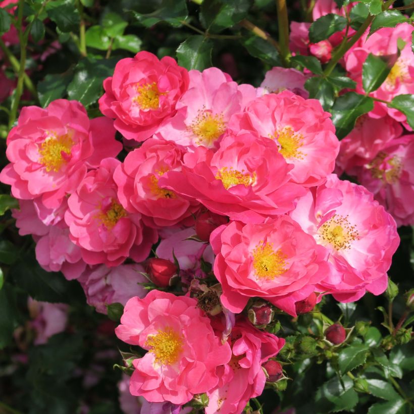 Rosa Rigo Rosen Hotline - Rigo-Rose (Flowering)