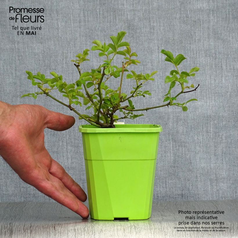 Example of Rosa Rigo Rosen Hotline - Rigo-Rose Topf mit 3L/4L as you get in printemps