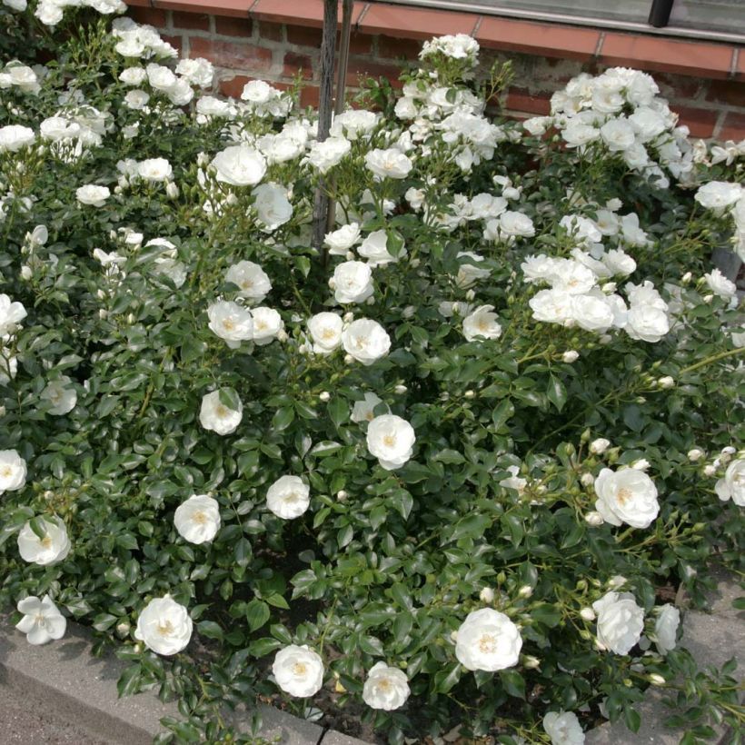 Rosa Rigo Rosen Innocencia - Rigo-Rose (Plant habit)