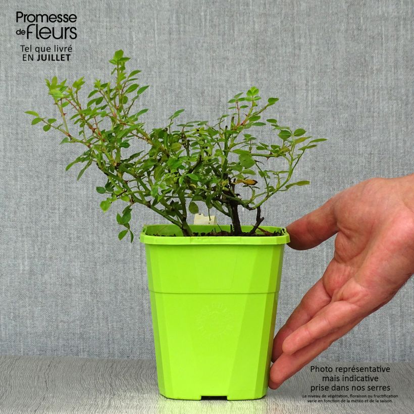 Exemplar von Rosa polyantha Sweet Knirps - Polyantha-Rose Topf mit 1,5L/2L wie im Sommer geliefert