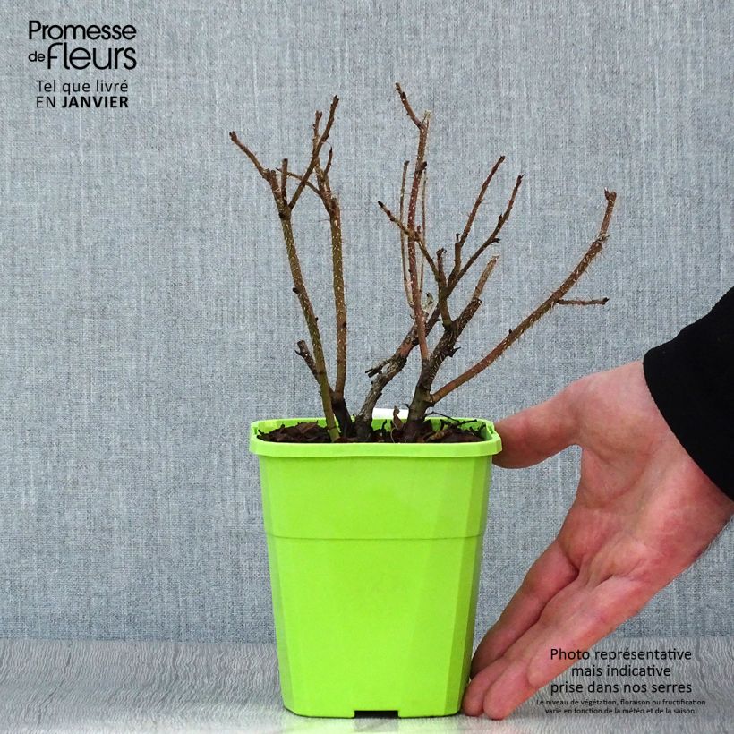 Exemplar von Rosa rugosa SAVORANOVA Smart Uhlrutida - Apfelrose Topf mit 1,5L/2L wie im Winter geliefert