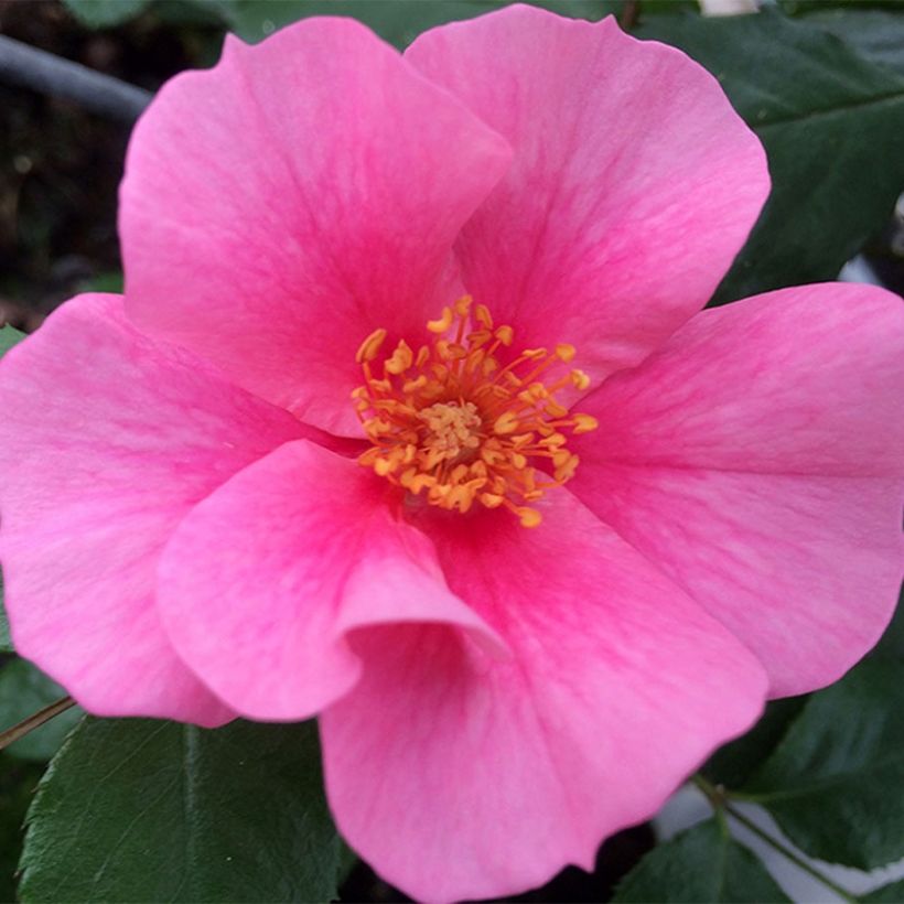 Rosa persica See You In Pink - Persische Rose (Blüte)