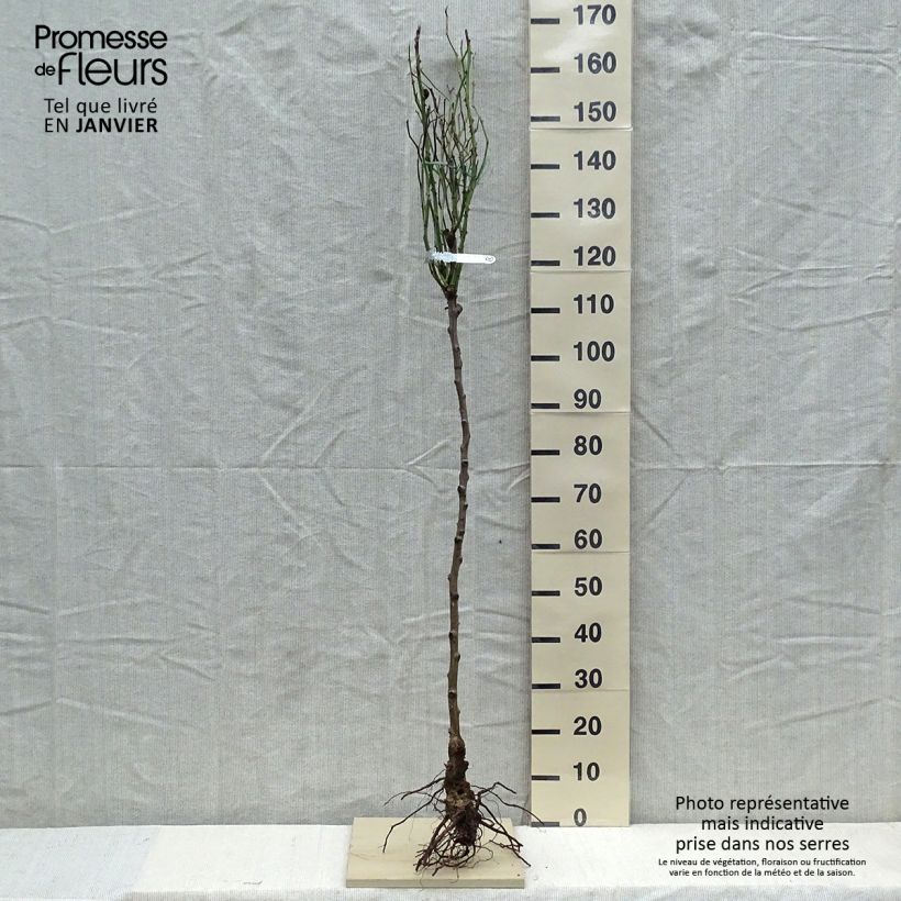 Exemplar von Stammrose David Austin Claire Austin Wurzelnackt, Stamm wie im Winter geliefert