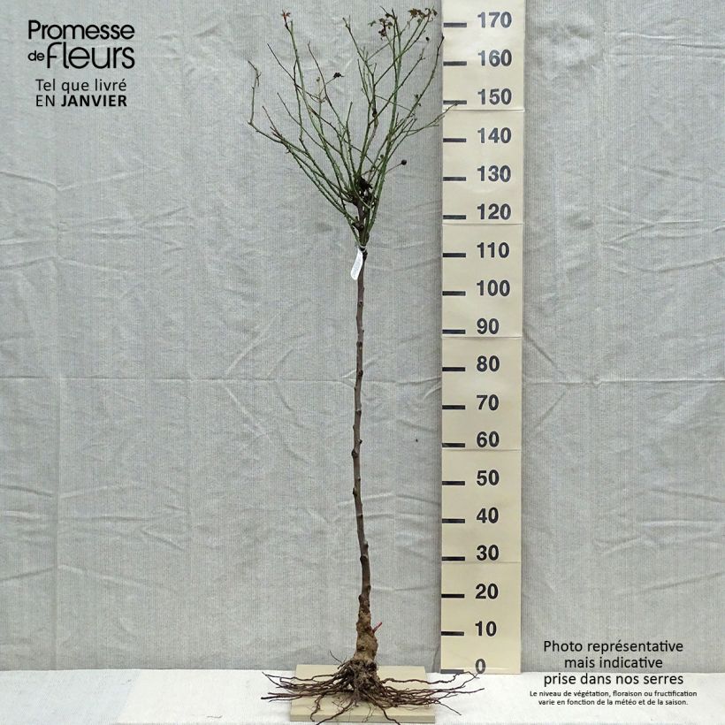 Exemplar von Stammrose David Austin Darcey Bussel Wurzelnackt, Stamm wie im Winter geliefert