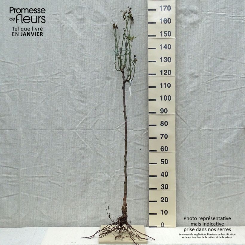Exemplar von Stammrose David Austin Gertrude Jekyll Wurzelnackt, Stamm wie im Winter geliefert