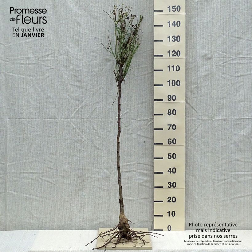 Exemplar von Stammrose David Austin Lady Of Shalott Wurzelnackt, Stamm wie im Winter geliefert