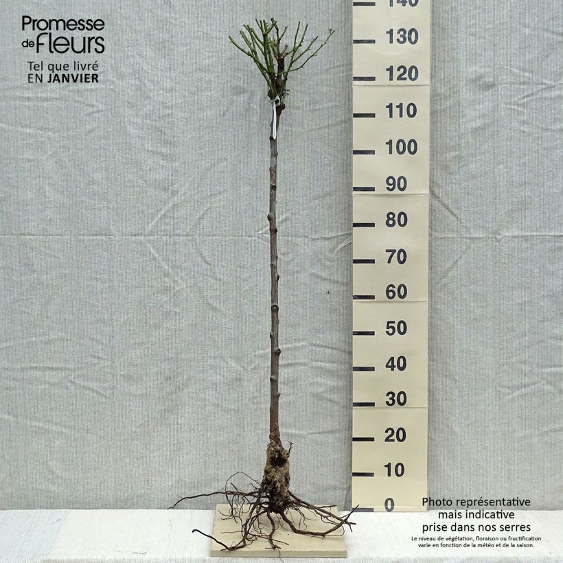 Exemplar von Stammrose David Austin Olivia Rose Austin Wurzelnackt, Stamm wie im Winter geliefert