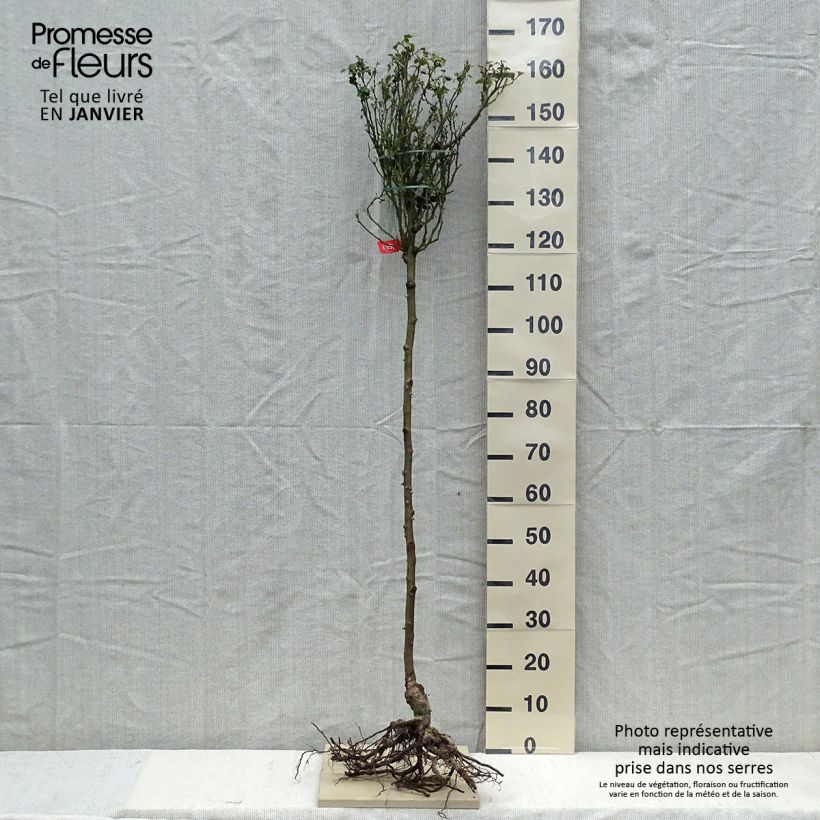 Example of Stammrose Isalia Wurzelnackt, Stamm as you get in hiver