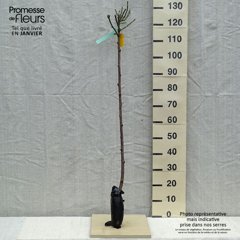 Example of Stammrose Nostalgie Wurzelnackt in Beutel, Stamm as you get in hiver