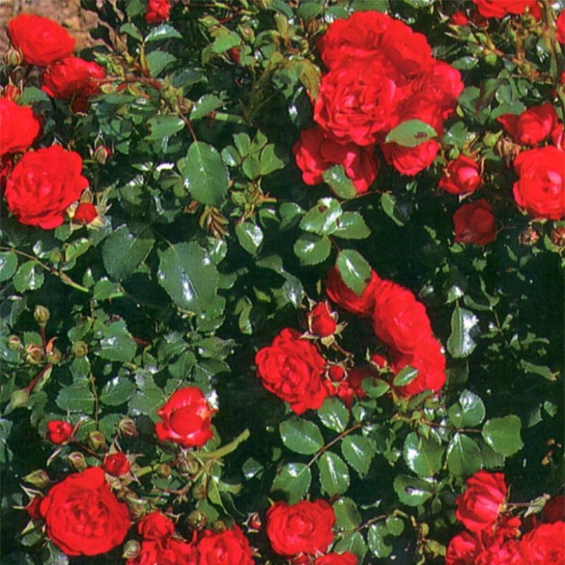 Rosa polyantha Gärtnerfreude (Toscana) - Polyantha-Rose (Foliage)