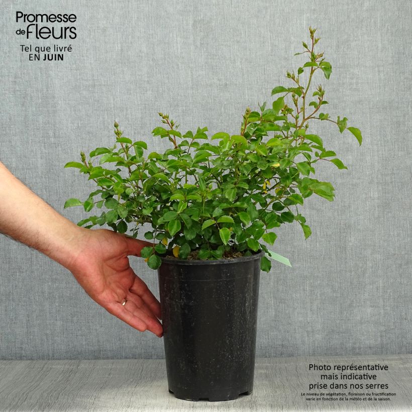 Example of Rosa polyantha Gärtnerfreude (Toscana) - Polyantha-Rose Topf mit 3L/4L as you get in printemps
