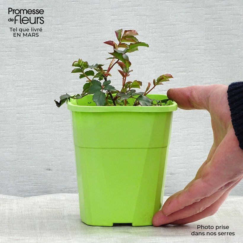 Exemplar von Rosa Urban Streetlight Phoenix - Beetrose Topf mit 3L/4L wie im Winter geliefert