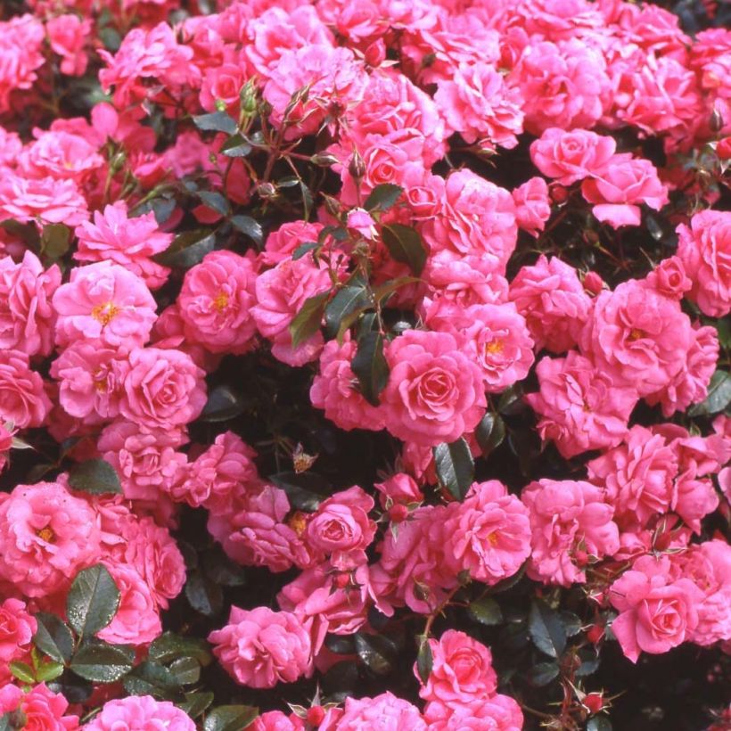 Rosa Urban Streetlight Rekord Pink Emely - Beetrose (Blüte)