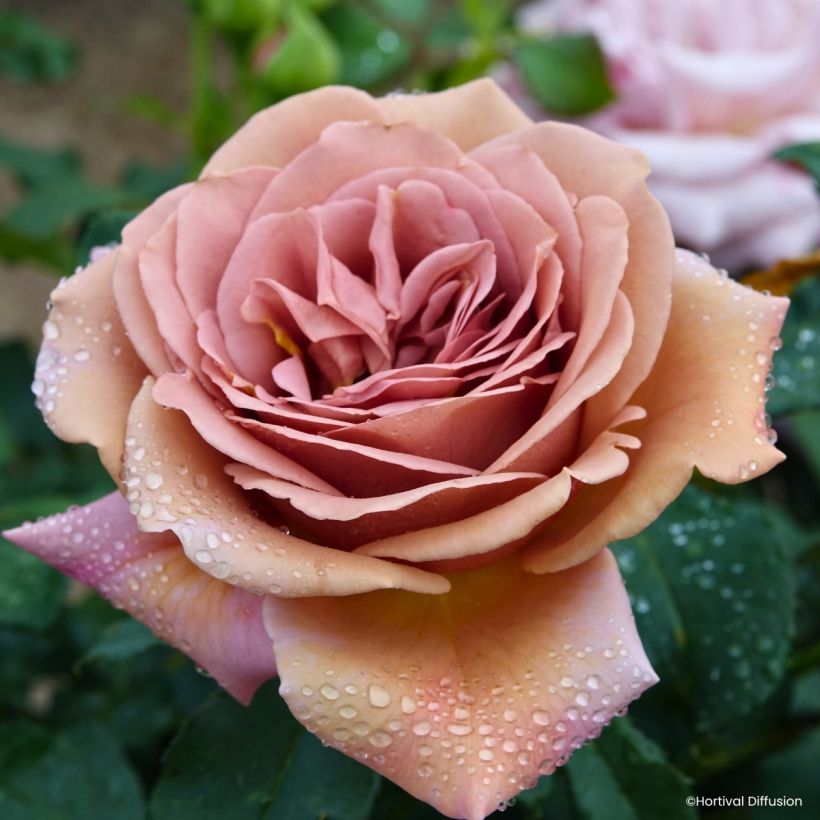 Rosier à fleurs groupées Koko Loko (Blüte)