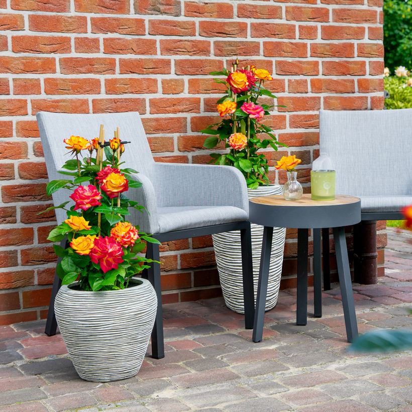 Rosier à fleurs groupées Planter's Punch (Wuchs)