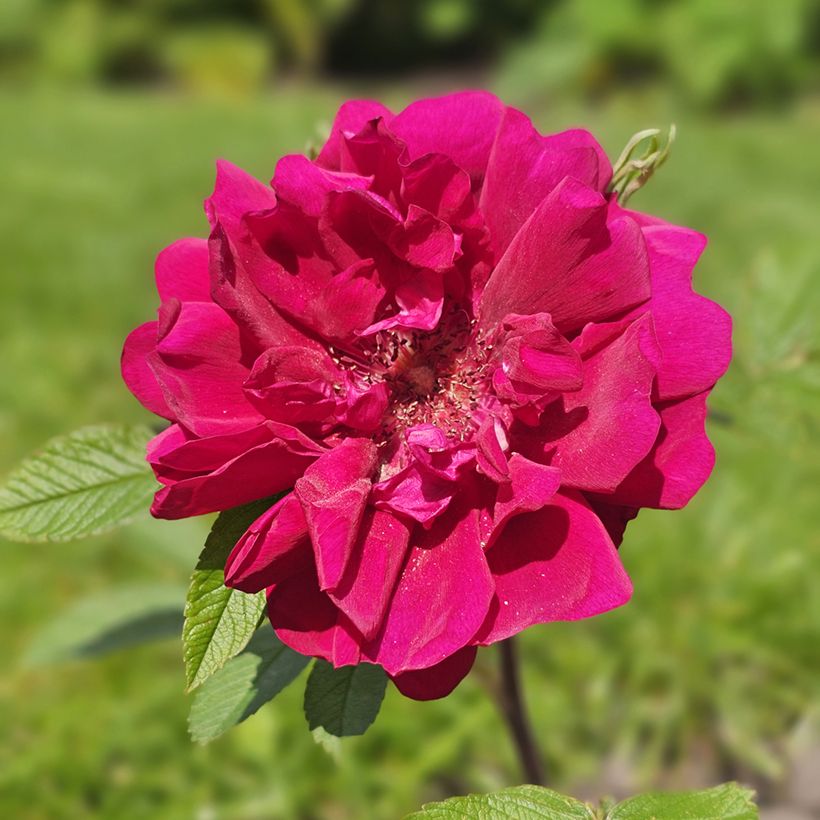 Rosier à fleurs groupées Take it Easy Red  (Blüte)