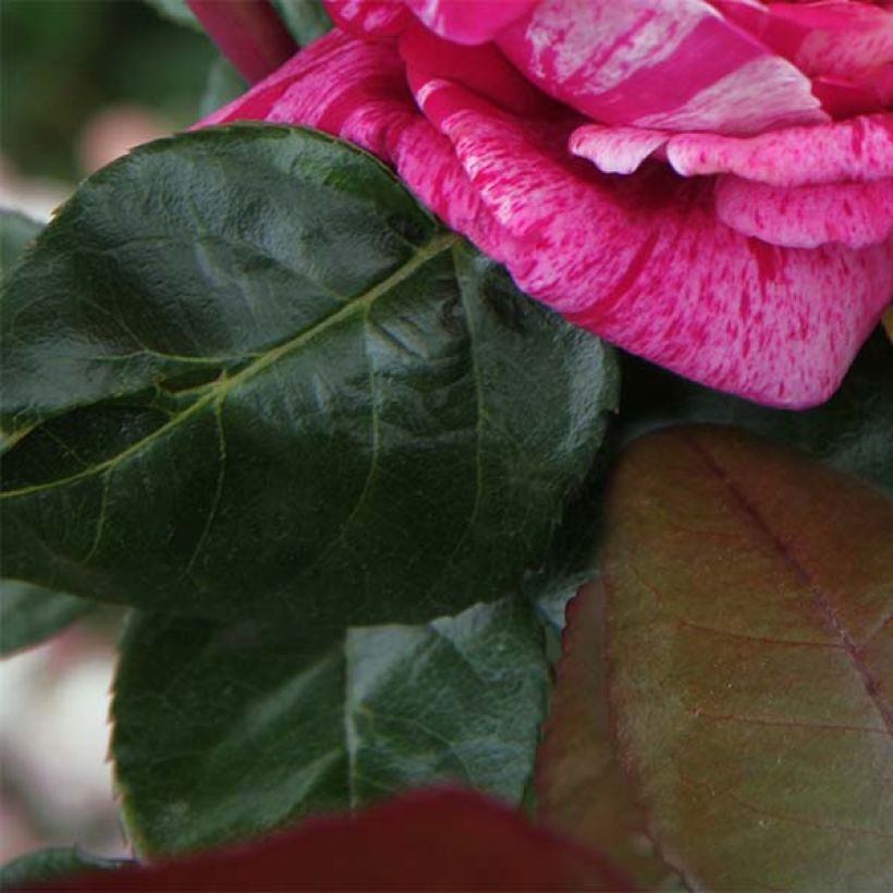 Rosa Crazy Fashion - Edelrose (Foliage)