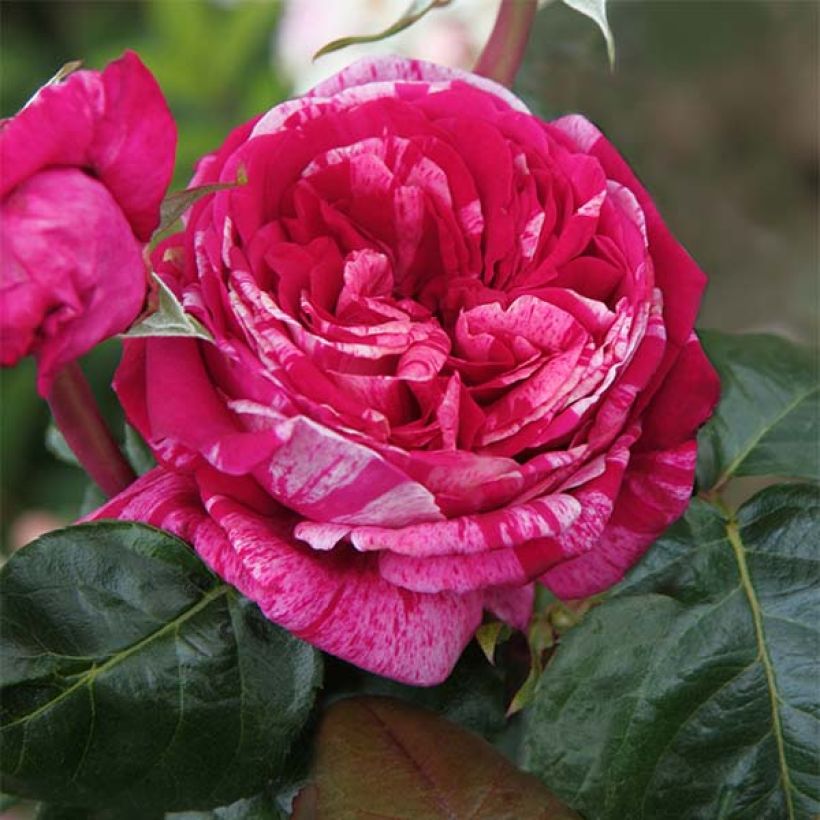 Rosa Crazy Fashion - Edelrose (Flowering)