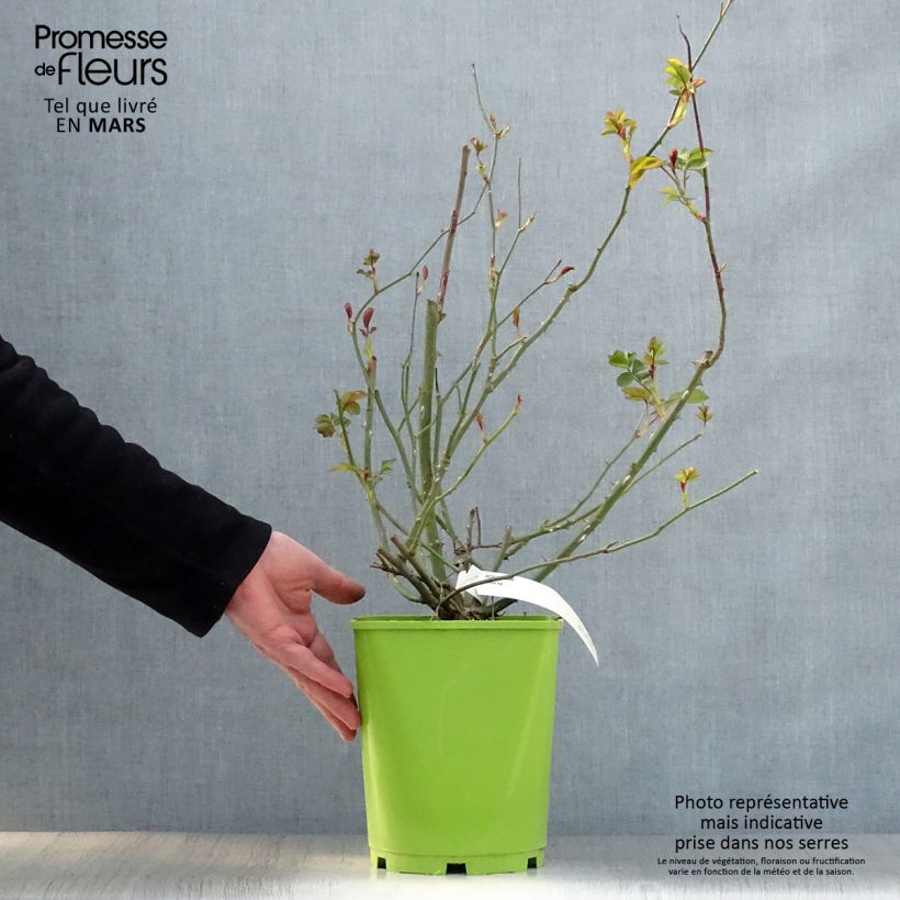 Exemplar von Rosa Alain - Beetrose Topf mit 4L/5L wie im Frühjahr geliefert