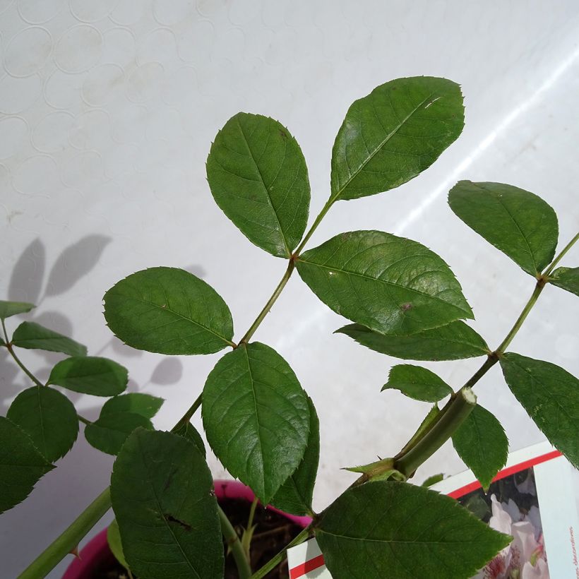 Rosa Astronomia Meillandécor - Beetrose (Foliage)