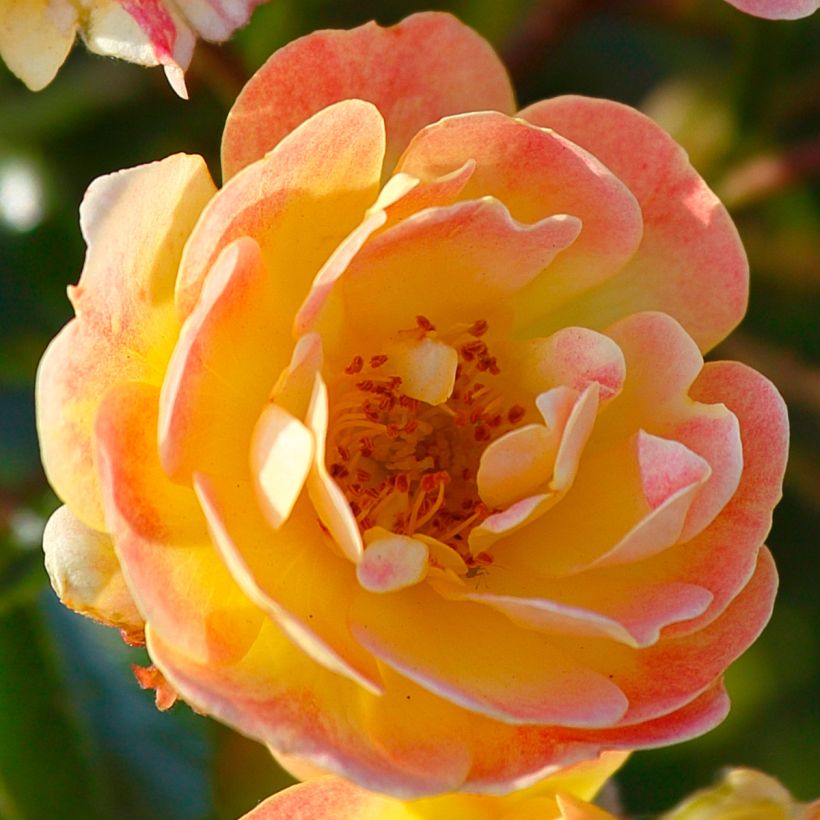 Rosa polyantha Bees Paradise Fruity - Polyantha-Rose (Flowering)