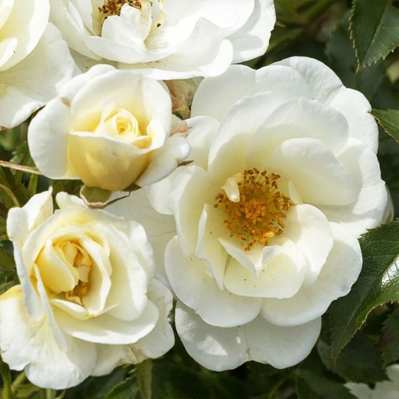 Rosa polyantha Bees Paradise Ivory - Polyantha-Rose (Blüte)