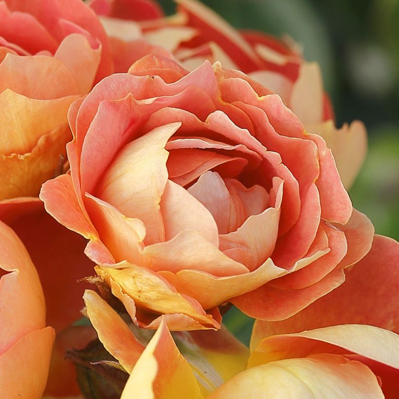 Rosa polyantha Bees Paradise Mango - Polyantha-Rose (Blüte)