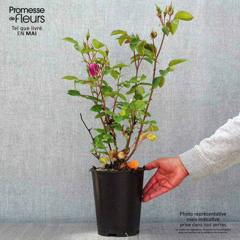 Exemplar von Rosa Bluebell - Beetrose Topf mit 4L/5L wie im Frühjahr geliefert