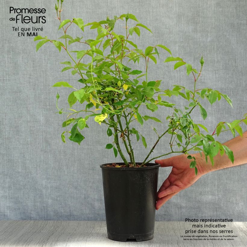 Example of Rosa Burgundy Ice - Beetrose Topf mit 2L/3L as you get in printemps