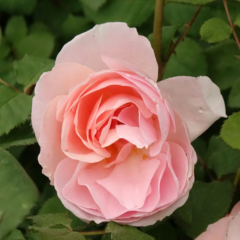 Rosa Caroline's Heart - Beetrose (Flowering)