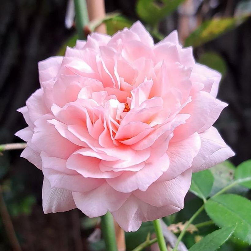 Rosa Catherine Meurisse - Beetrose (Blüte)