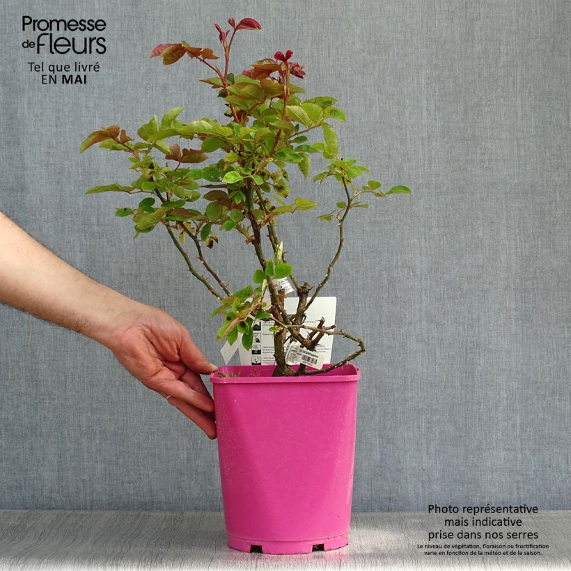 Exemplar von Rosa Folle Courtisane Delparfroni - Beetrose Topf mit 4L/5L wie im Frühjahr geliefert