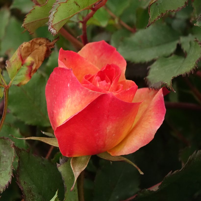 Rosa Hedge Charmers - Beetrose (Flowering)