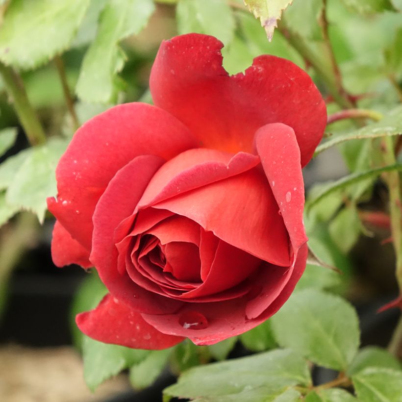 Rosa Hot Cocoa - Beetrose (Flowering)